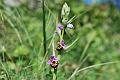 ophrys holoserica